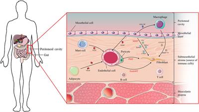 Intercellular communication in peritoneal dialysis